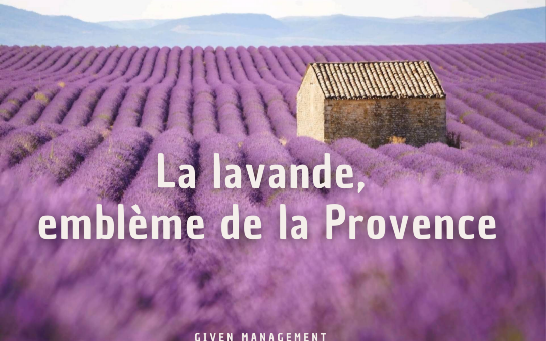 La lavande, emblème de la Provence